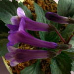 Upright African Violet Flower